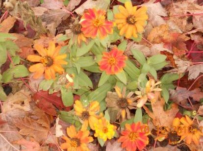 I Saw My Dietician Today-
My Head Is Changing!
*insert happy&nbsp;dance*