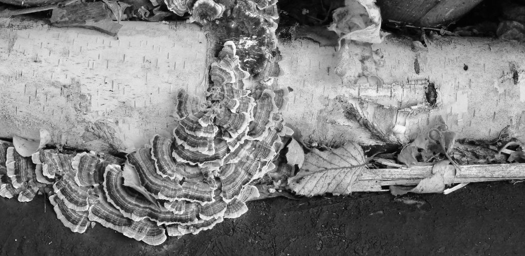 It Started Out Pretty Well Before the Breadcrumbing